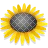 Sunflower Seeds Roasted No Salt