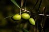 Green Olives