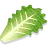 Trio Leaf Lettuce