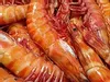 Shrimp Garden Salad (shrimp, Lettuce, Eggs, Vegetables Excluding Tomato And Carrots), No Dressing