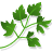 Herbs Coriander Leaf