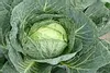 Cabbage, Chinese (pak-choi), Raw