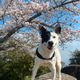 Dogloverr