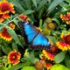 Morpho