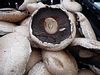 Grilled Portabella Mushrooms