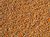 Psyllium Seeds