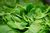 Spinach Cooked In Fat