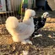 SilkieChickenMama