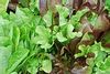 Red Leaf Lettuce