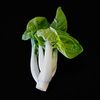 Chinese Cabbage