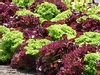 Red Leaf Lettuce