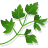 Coriander Leaf, Dried