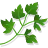 Mint Leaves