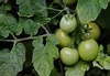 Fried Green Tomatoes