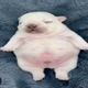 smallfatdog_2008
